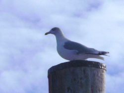 Möwe auf Poller